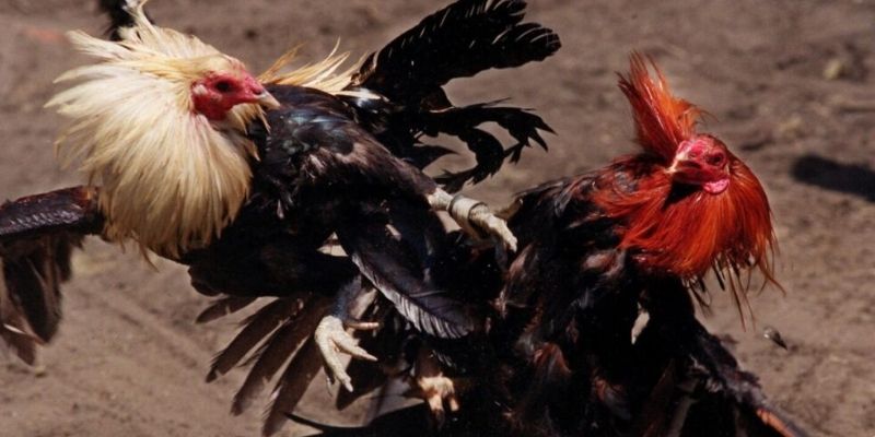 Đá gà Thomo là loại hình gì?